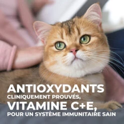 Hill's Science Plan Young Adult Sterilised - Tonijn - 3kg -Huisdierproducten 3b73322466d898b24006c18ff33ab804bfefa72083639901175012c872fc160b