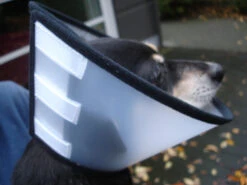 Flamingo Beschermkraag Capo 31,5cm -Huisdierproducten 4627affe9c43143bc0a913756295bd573060085411c59cf34d156ed39bcde702