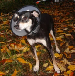 Flamingo Beschermkraag Capo 31,5cm -Huisdierproducten 7de486facebd1c50360a8963fe8fbb258e165e18ebbce23e466ab63927cea963