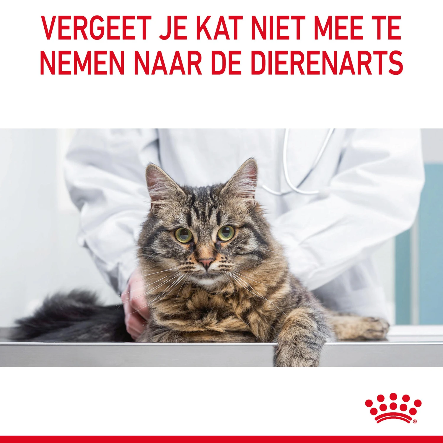 Royal Canin Appetite Control Kattenvoer 2kg 11 Royal Canin Appetite Control Kattenvoer 2kg - Afbeelding 11
