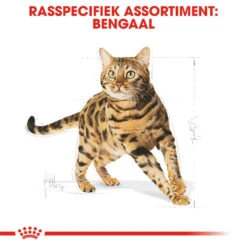 Royal Canin Bengal Adult Kattenvoer 2kg -Huisdierproducten Royal Canin Bengal Kat NL 3