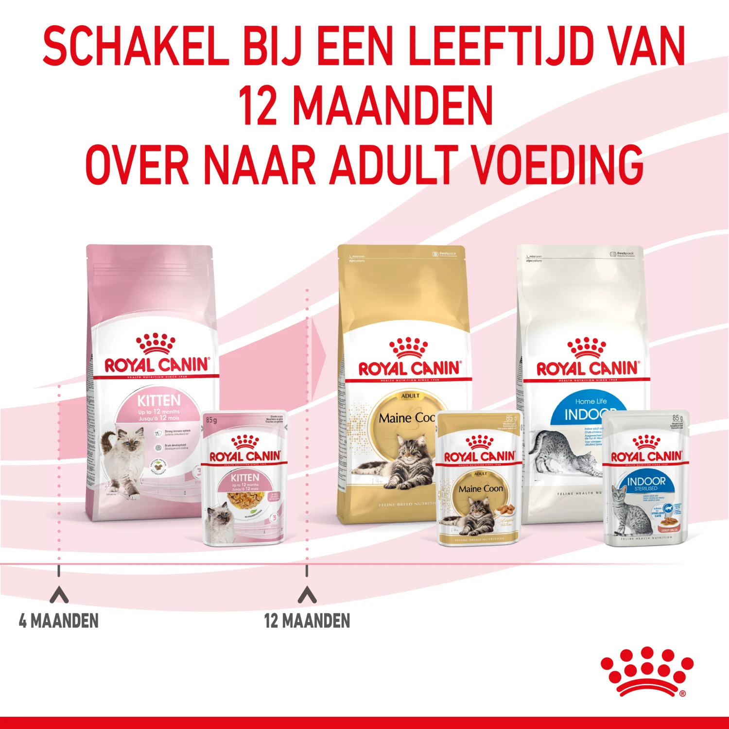Royal Canin Kitten In Jelly Kattenvoer 12x85g 7 Royal Canin Kitten In Jelly Kattenvoer 12x85g - Afbeelding 7