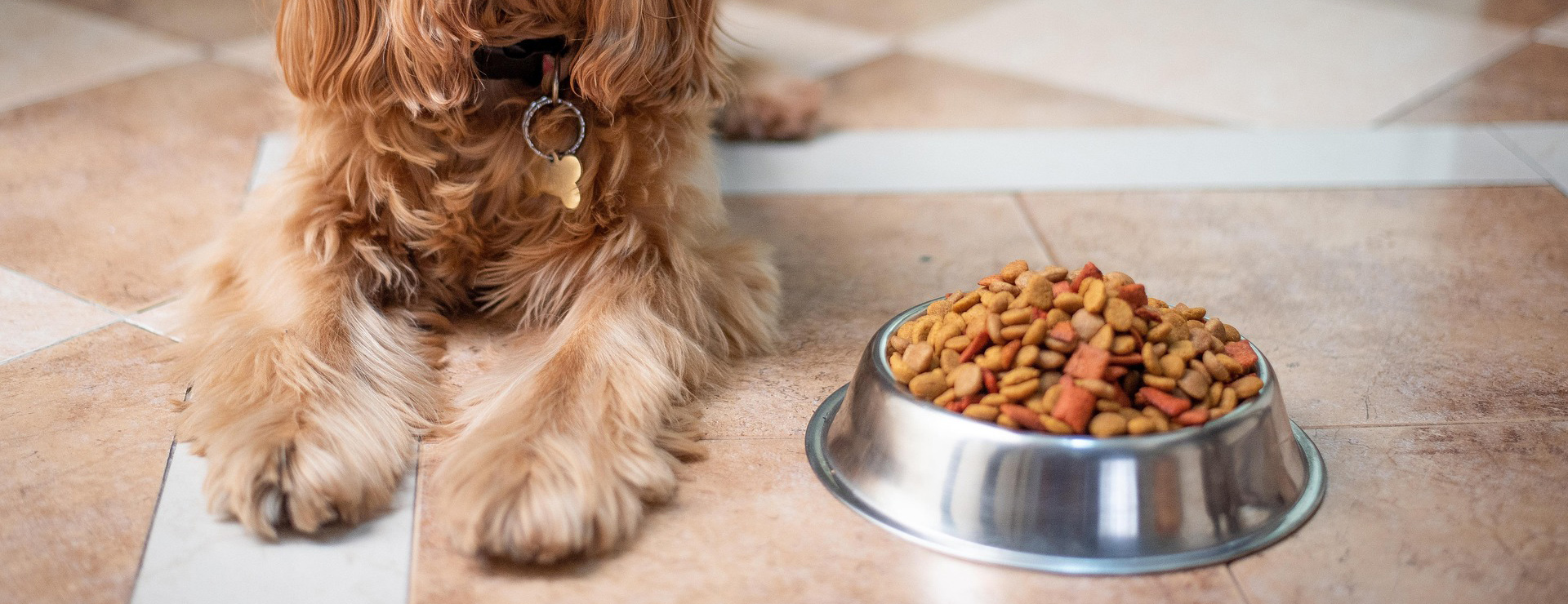 Huisdierproducten -Huisdierproducten english cocker spaniel 5937760 1920